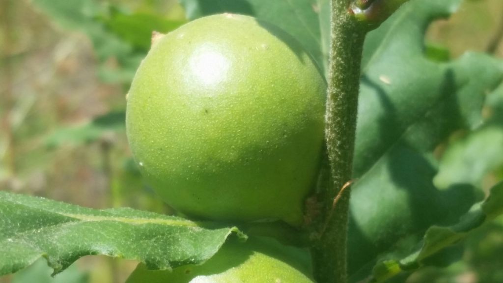 Galle verdi (su quercia) di Andricus quercustozae (Cynipidae)